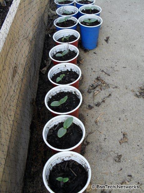 Cucumber Seedlings