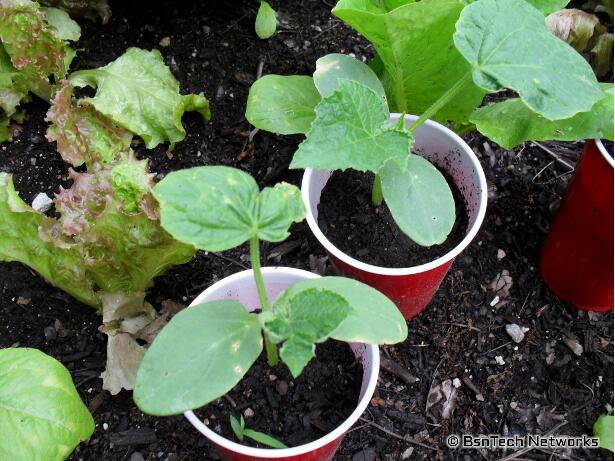 Cucumber Seedlings