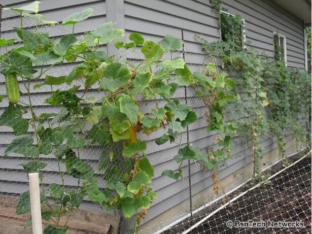 Cucumber Plants