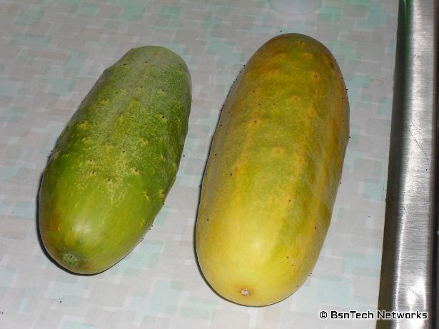 Yellow Cucumbers