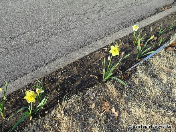 Daffodils