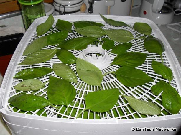 Dehydrating basil