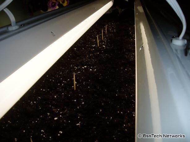 Growing Lettuce Under Lights