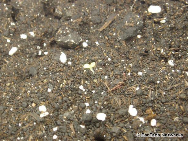 Growing Lettuce Under Lights