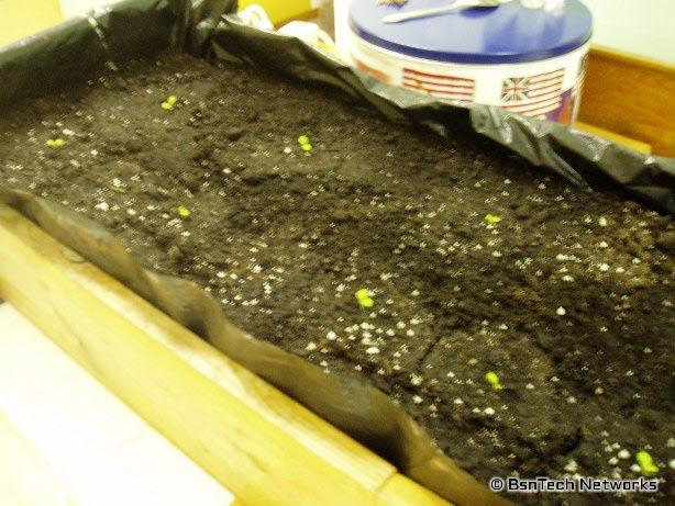 Growing Lettuce Under Lights