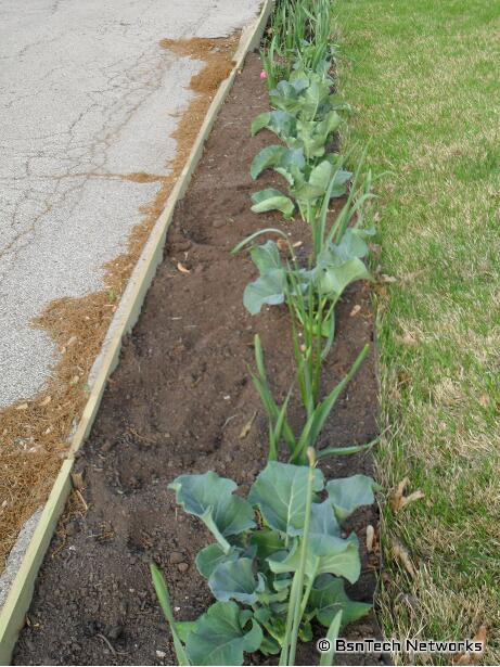 Flower Bed