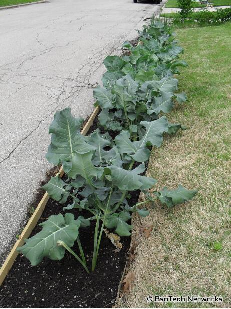 Flower Bed Garden