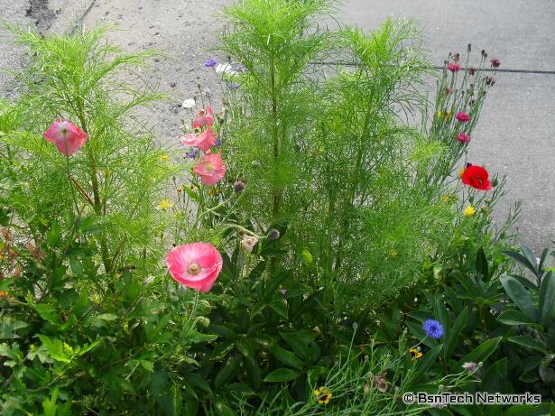 Wildflowers