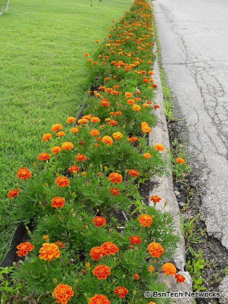 Marigolds in Flowerbed