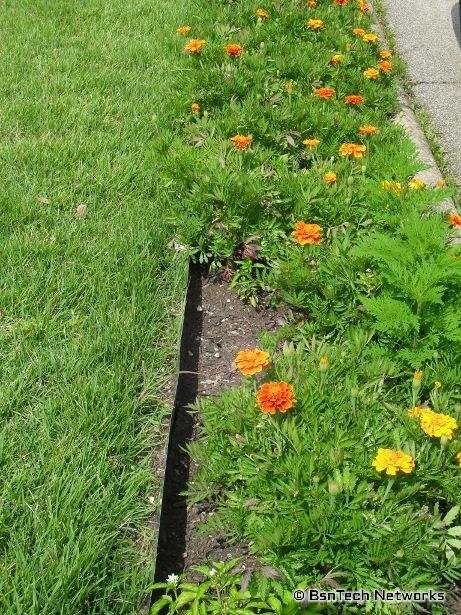 Marigold Flowers