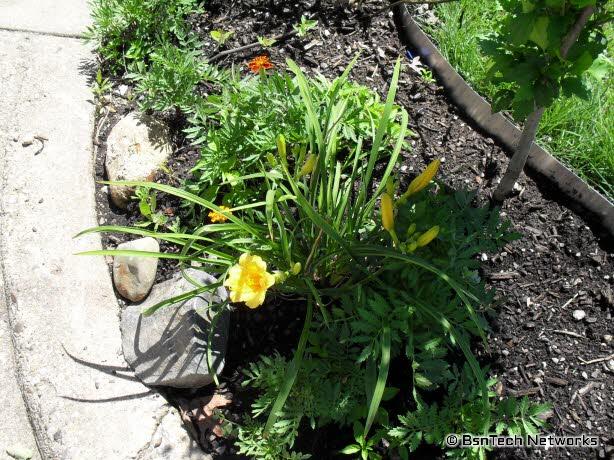 Marigold Flowers