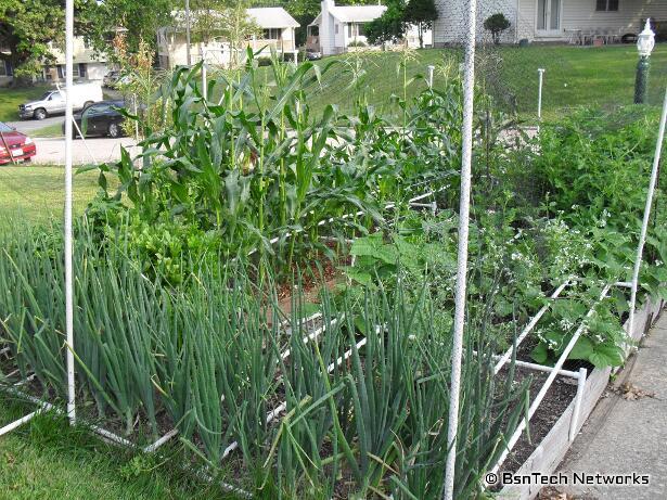 Front Garden