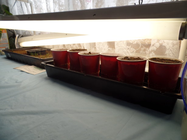 Germination Station