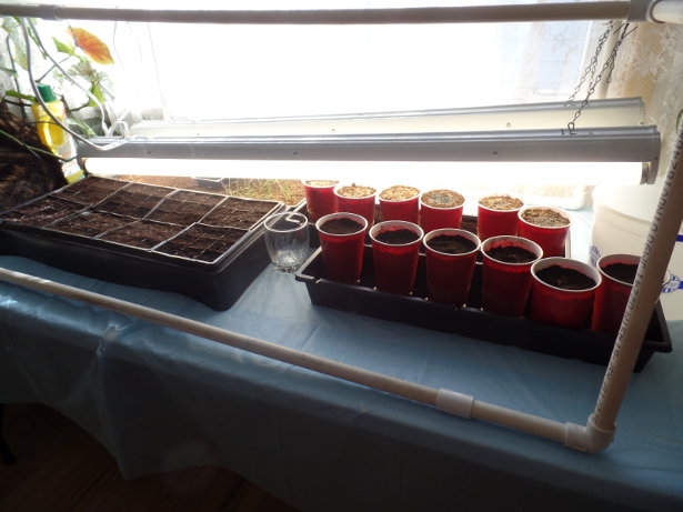 Germination Station