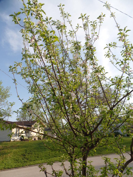 Granny Smith Tree