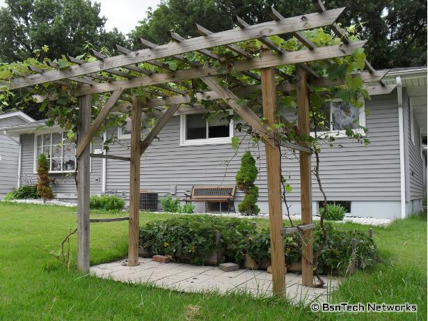 Grape Arbor