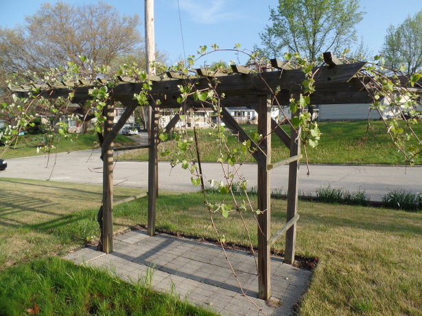 Grape Arbor