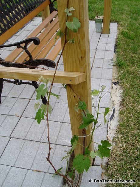 Concord Seedless Grapes