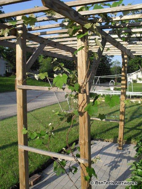 Grape Vines