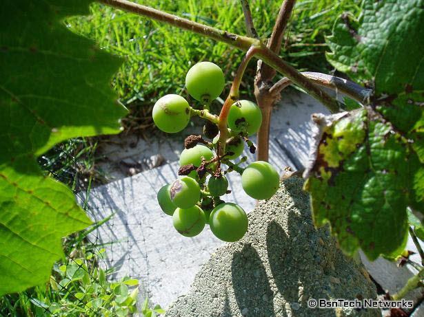 Grape Cluster