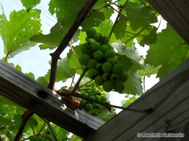 Grape Clusters