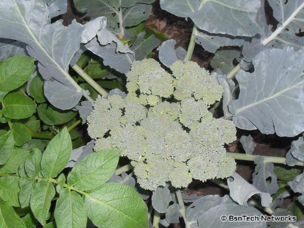 Green Goliath Broccoli