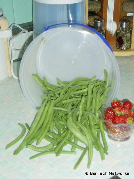 Green Beans