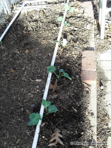 Green Goliath Broccoli