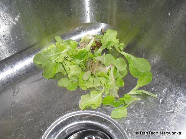 Lettuce Micro Greens