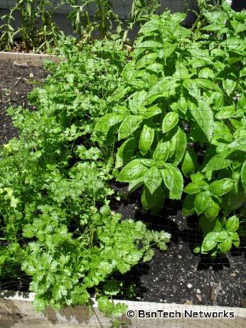 Cilantro and Basil Plants