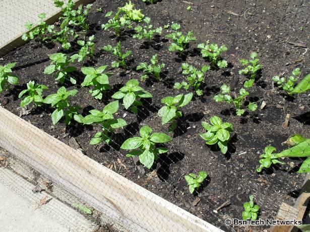 Herb Garden