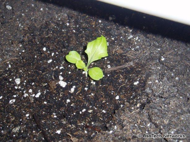 Lettuce Under Lights