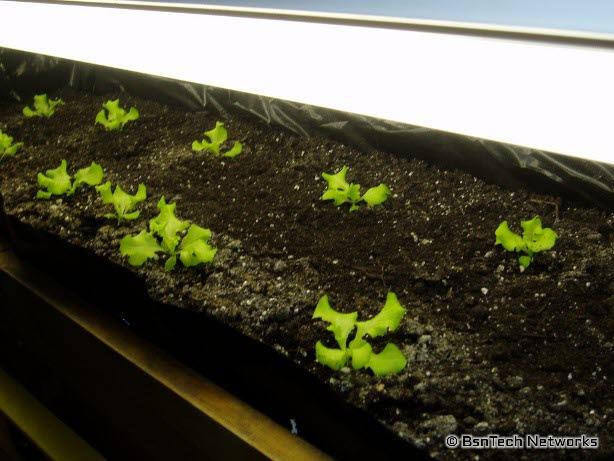 Growing Letetuce Under Lights