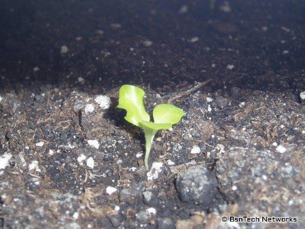 Lettuce Under Lights