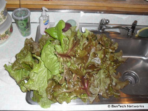 Assorted Lettuce