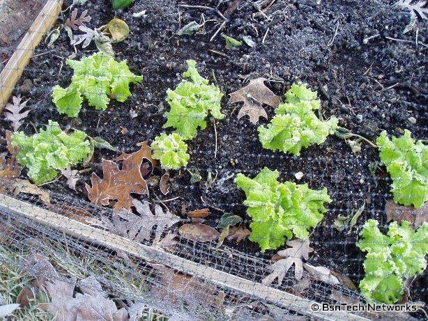 Frost and Lettuce