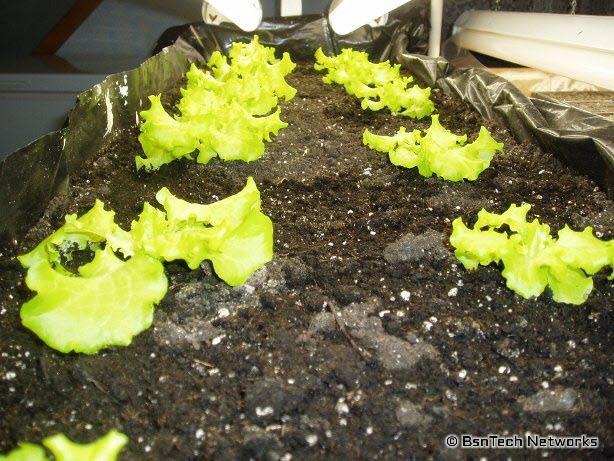 Growing Lettuce Under Lights