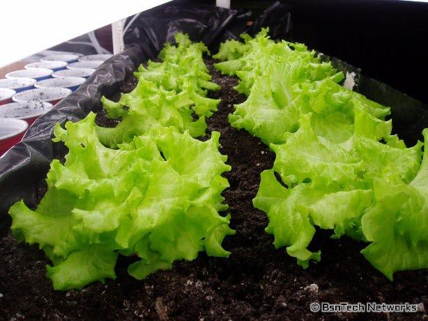 Lettuce Under Lights