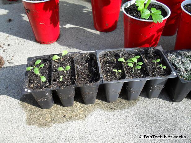 Lettuce Seedlings