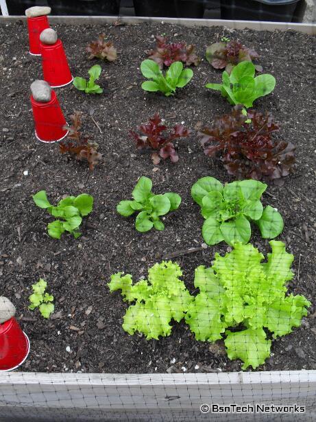 Lettuce Plants