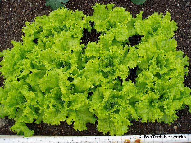 Black Simpson Lettuce