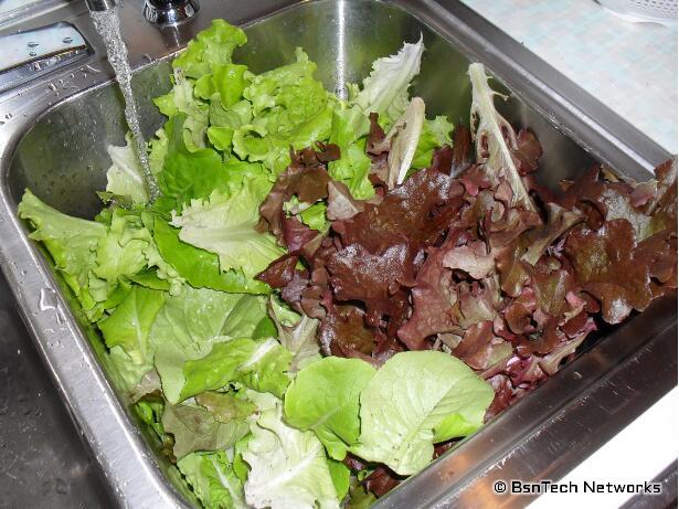 Mixed Lettuce