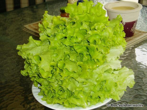 Lettuce from May 15th