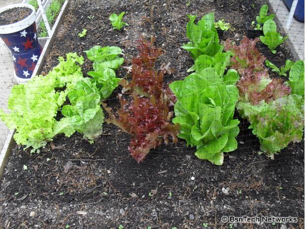 Lettuce Plants