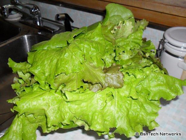 Lettuce Harvest