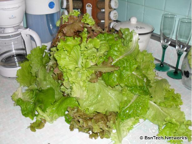 Mixed Lettuce