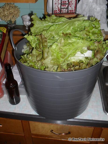 Lettuce Harvest