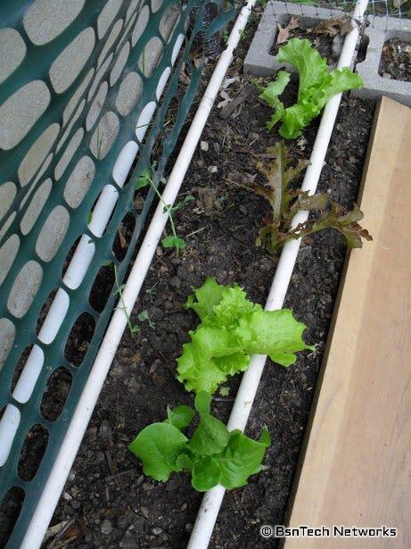 Lettuce Plants