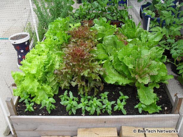 Lettuce Plants