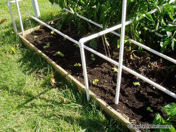 Black Simpson Elite Lettuce Transplanted